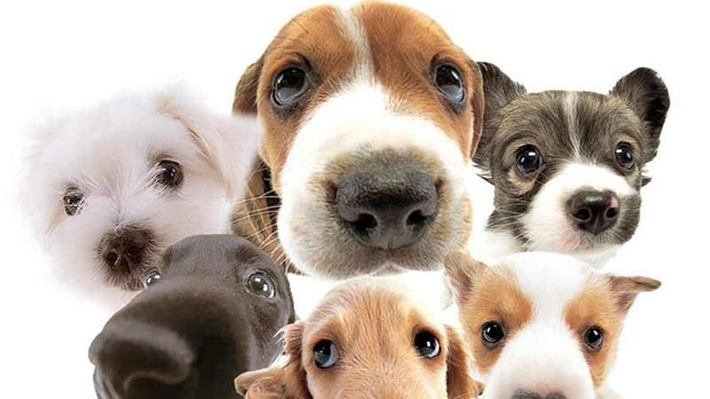 Львів першим в Україні створить належну інфраструктуру для вигулу тварин Львів першим в Україні створить належну інфраструктуру для вигулу тварин