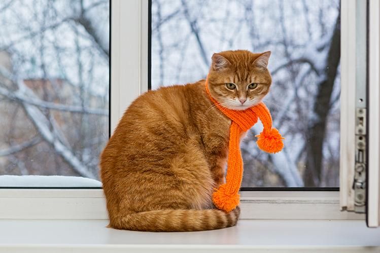 Какой будет погода в Украине на следующей неделе: возможны морозы Какой будет погода в Украине на следующей неделе: возможны морозы