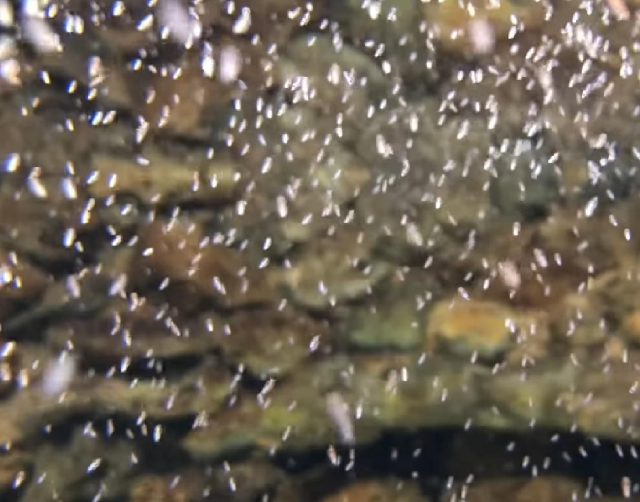 В США у осьминога родились около десяти тысяч детенышей В США у осьминога родились около десяти тысяч детенышей