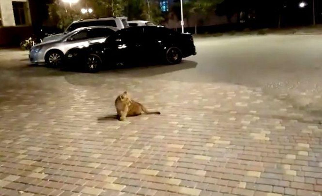 В Одесі помітили розгублене левеня посеред вулиці: відео В Одесі помітили розгублене левеня посеред вулиці: відео
