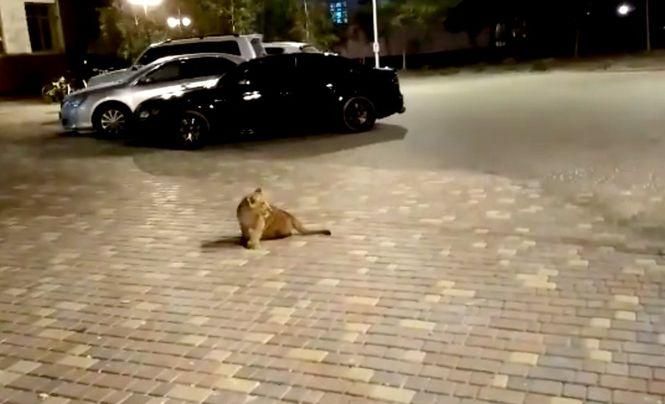 В Одессе заметили растерянного львенка посреди улицы: видео