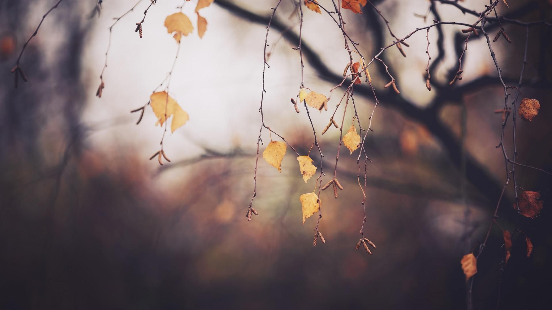 Погода 11 ноября 2018 Украина - прогноз погоды на 11.11.2018 Погода 11 ноября 2018 Украина - прогноз погоды на 11.11.2018