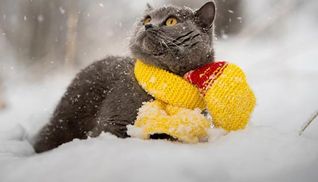 Когда в Украине наступит настоящая зима со снегом и морозами