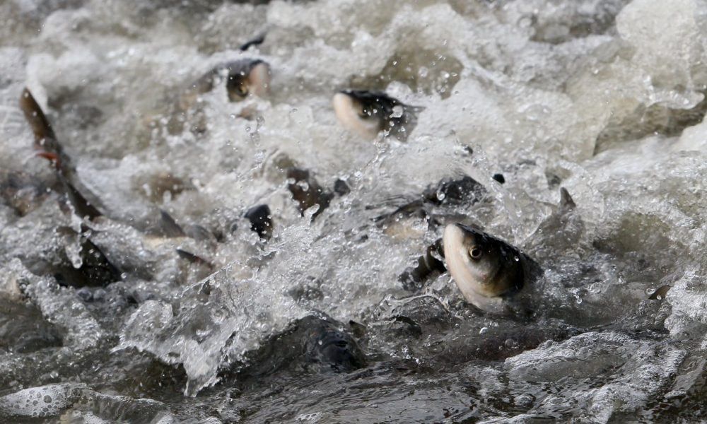 Зариблення Дніпра: на Запоріжжі в річку випустили 17 тисяч мальків