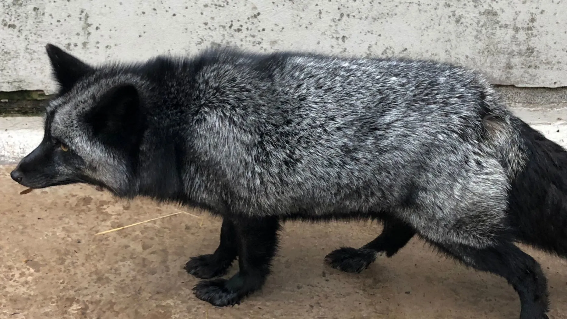 срібляста лисиця, великобританія срібляста лисиця, великобританія