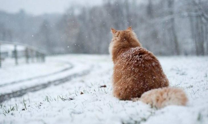 Шар снігу до 6 сантиметрів: ДСНС попереджає українців про негоду Шар снігу до 6 сантиметрів: ДСНС попереджає українців про негоду