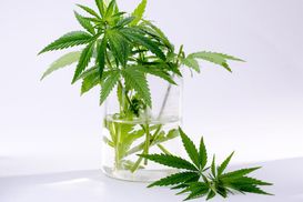 Які країни легалізували марихуану: інфографіка 