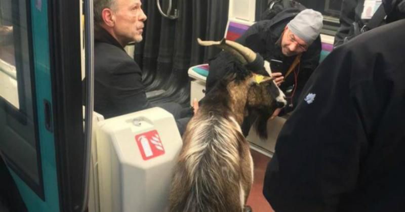 В Париже остановили движение поездов в метро из-за мужчины с козлом: фото