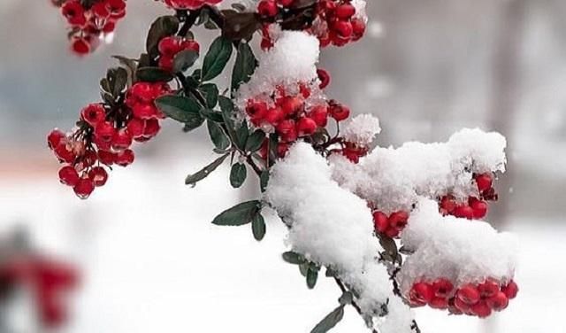 На Черниговщине выпал первый снег: сказочные фото и видео