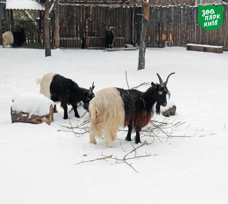 Киев, зоопарк, животные, Киев, снег