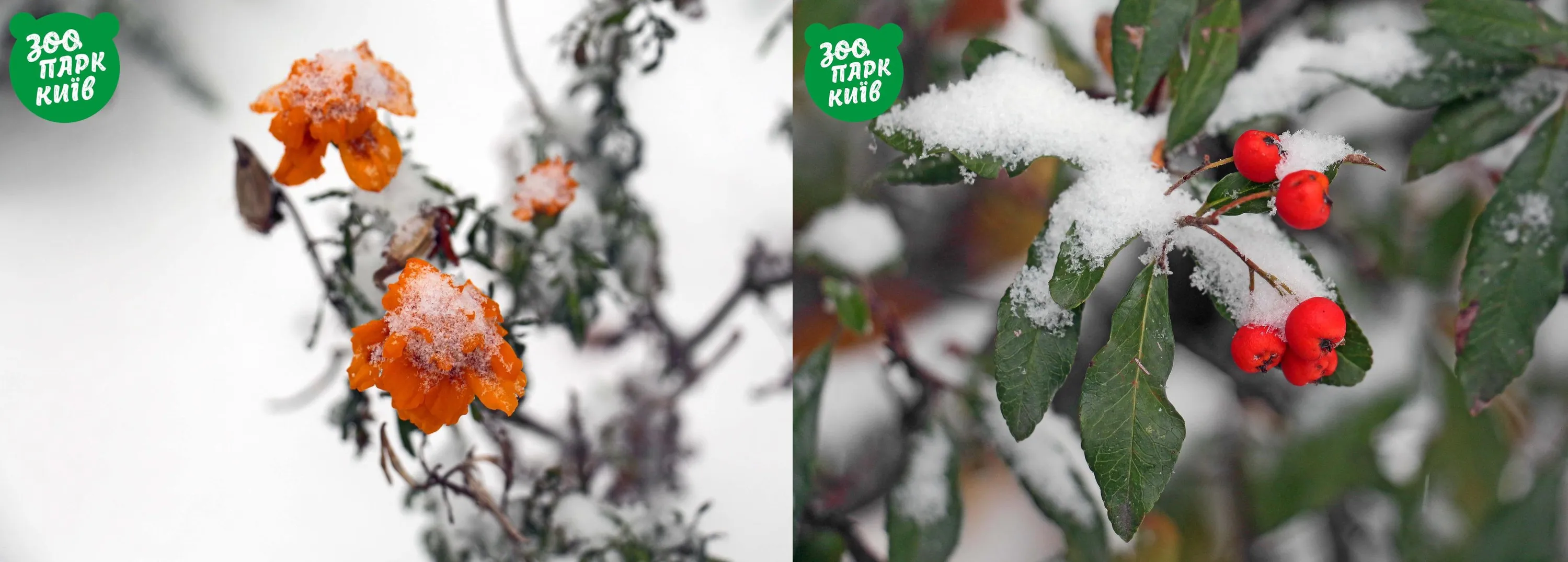 Киев, зоопарк, растения, Киев, снег