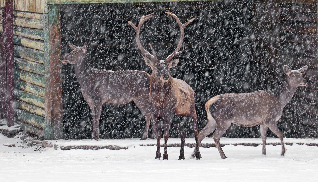 Как первый снег встретили необычные жители Киева: милые фото Как первый снег встретили необычные жители Киева: милые фото