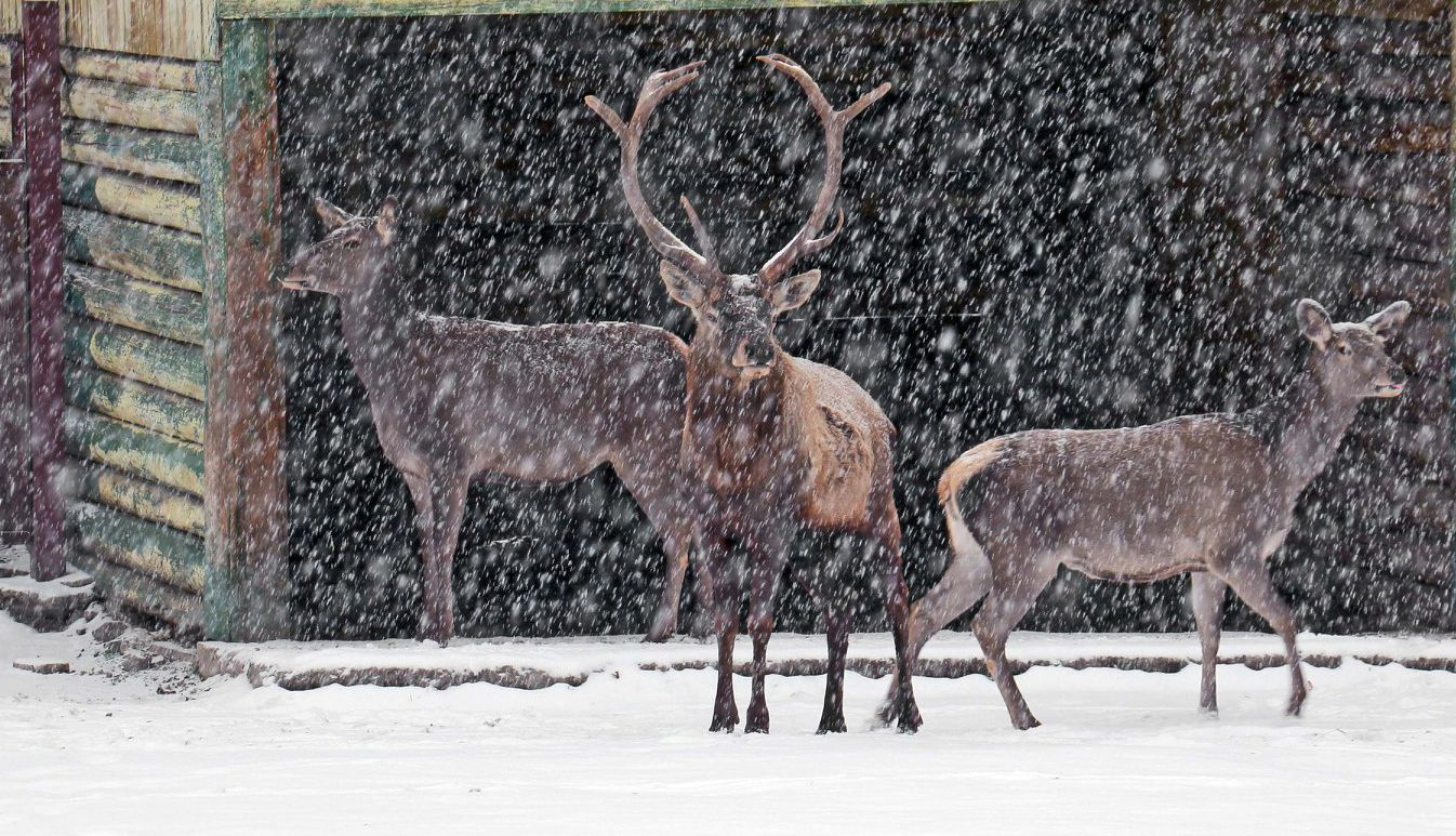 Как первый снег встретили необычные жители Киева: милые фото
