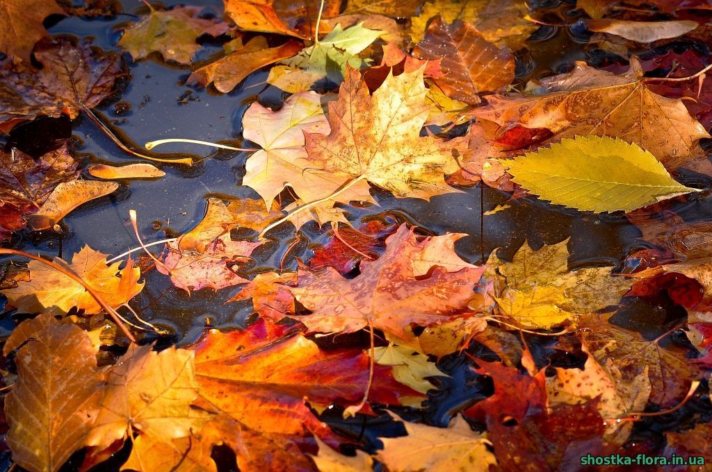 Погода 17 листопада 2018 Україна: сонячно, але холодно Погода 17 листопада 2018 Україна: сонячно, але холодно