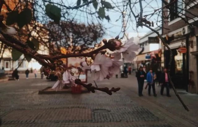 На Закарпатті розцвіла сакура На Закарпатті розцвіла сакура