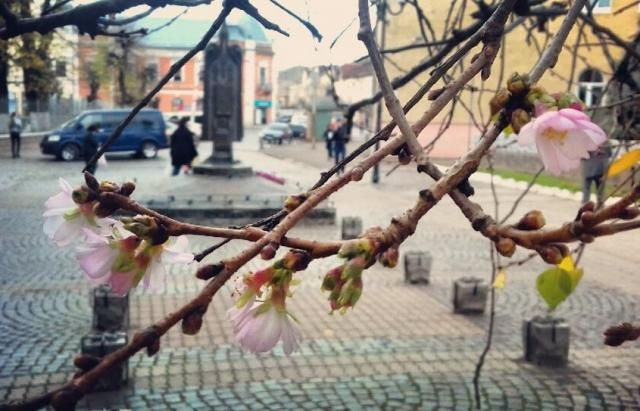 Накануне зимы на Закарпатье зацвела сакура: невероятные фото