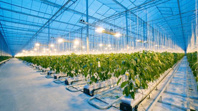 Intel и Microsoft занялись выращиванием огурцов Intel и Microsoft занялись выращиванием огурцов