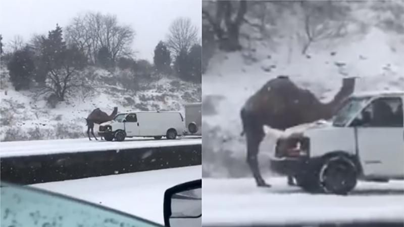 Верблюд опинився у полоні снігового шторму у США: промовисте відео  