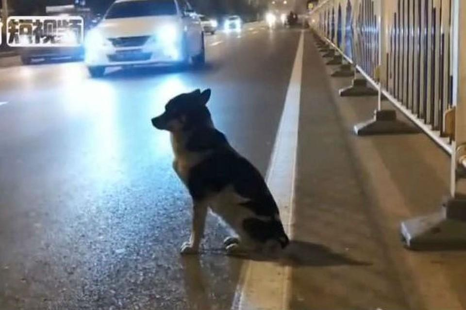 Новый Хатико: в Китае собака 80 дней ждет погибшую хозяйку на месте трагедии