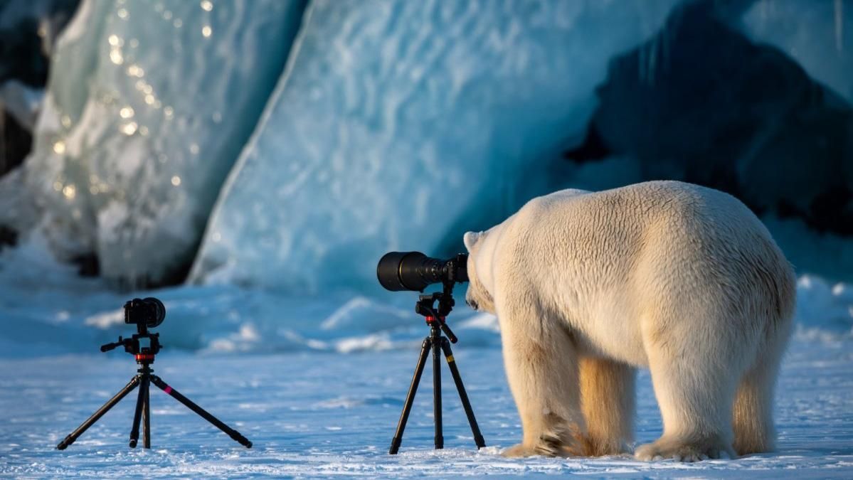 Объявили победителей конкурса самых смешных фото дикой природы: забавные кадры