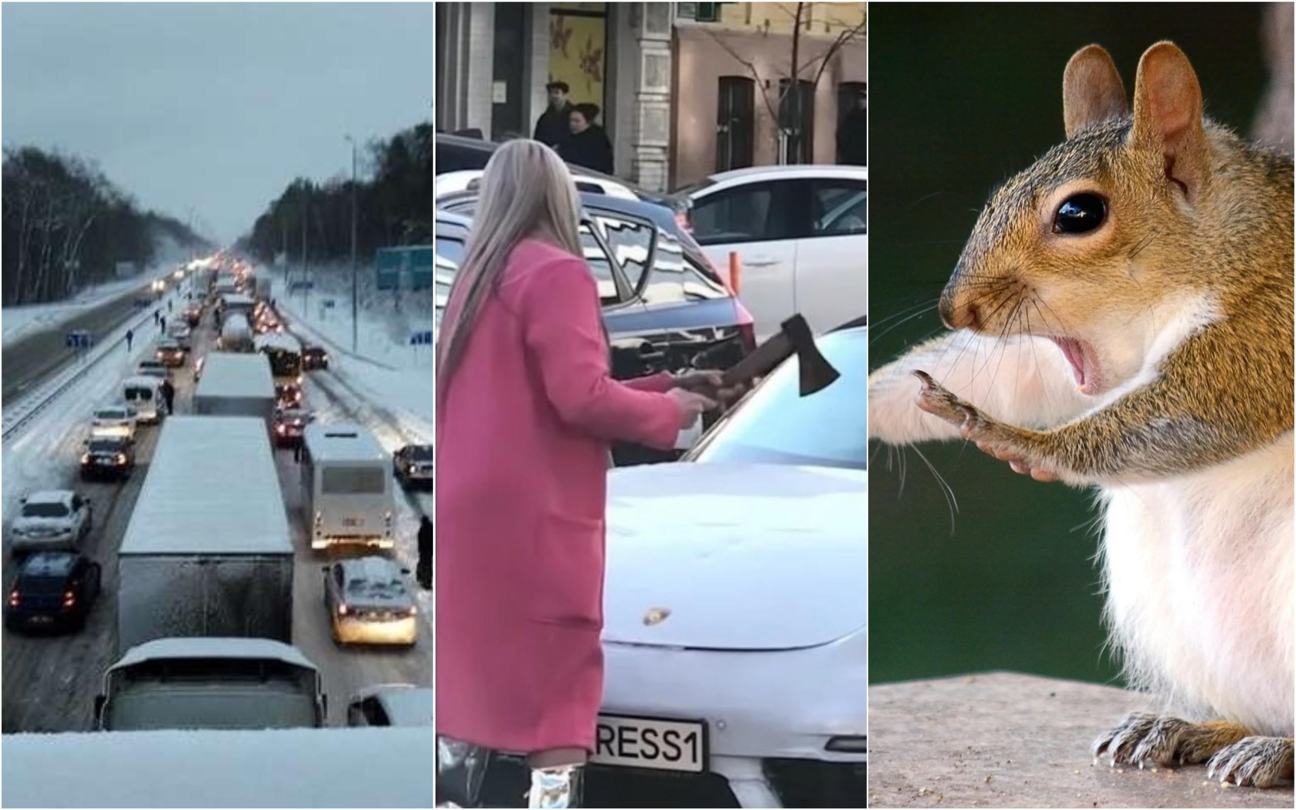 Найсмішніші меми тижня: фестиваль літньої ґуми, сокирою по Porsche і потішний світ тварин Найсмішніші меми тижня: фестиваль літньої ґуми, сокирою по Porsche і потішний світ тварин