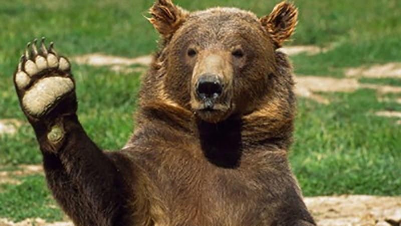 На Харьковщине медведь атаковал женщину на базе отдыха
