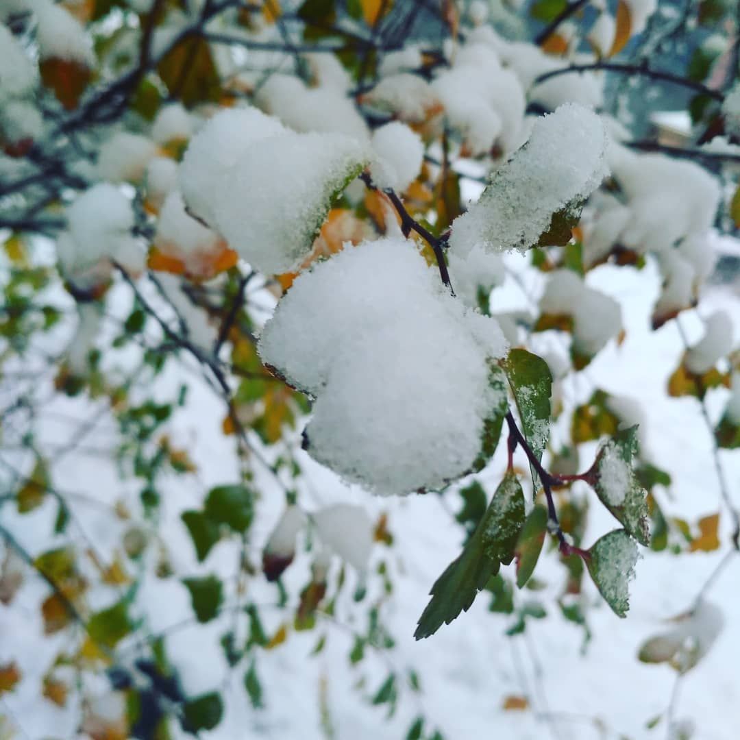 Снег в Украине до 15 сантиметров: фото и видео снегопада - 2018