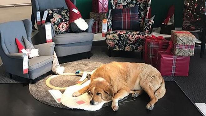 IKEA разрешила бездомным собакам "зимовать" в своих магазинах: милые фото IKEA разрешила бездомным собакам "зимовать" в своих магазинах: милые фото