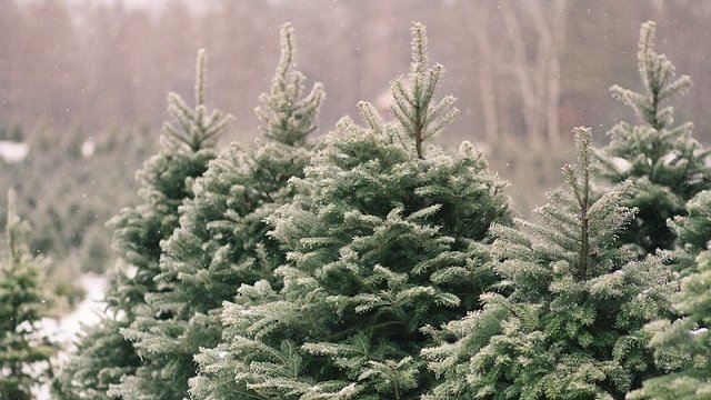 Скільки коштуватиме ялинка цього року Скільки коштуватиме ялинка цього року