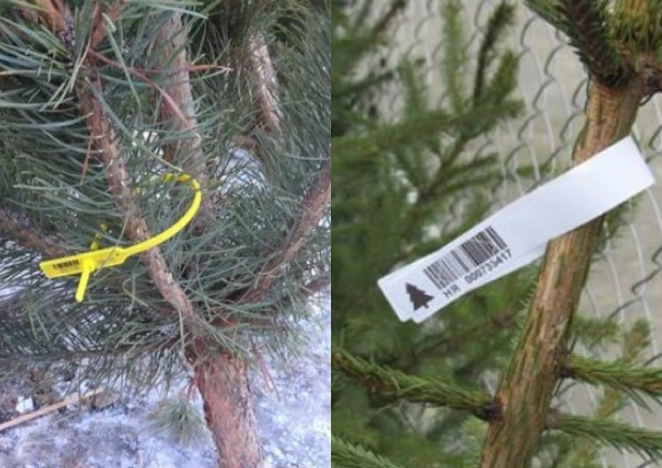 Засоби уніфікації ялинок Засоби уніфікації ялинок