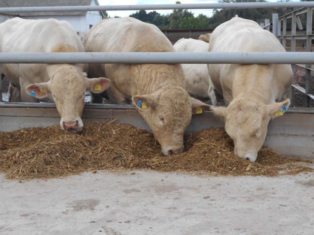 "Укрлендфармінг" Бахматюка: антибіотики в тваринництві повинні жорстко контролюватися державою