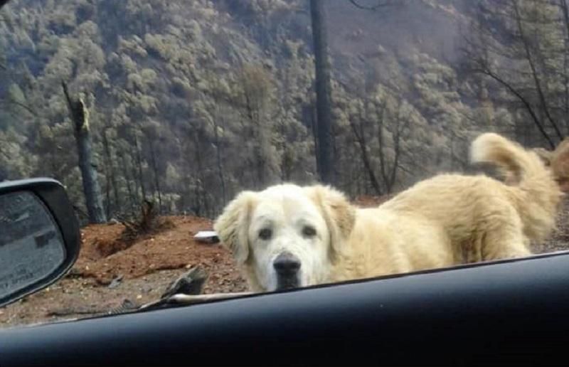 У Каліфорнії собака майже місяць чекав господарів біля згорілого будинку