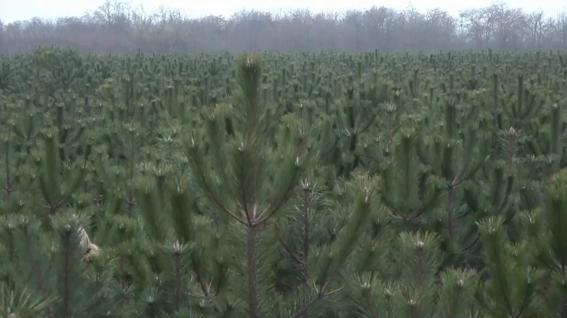 Ялинки Одеса Ялинки Одеса