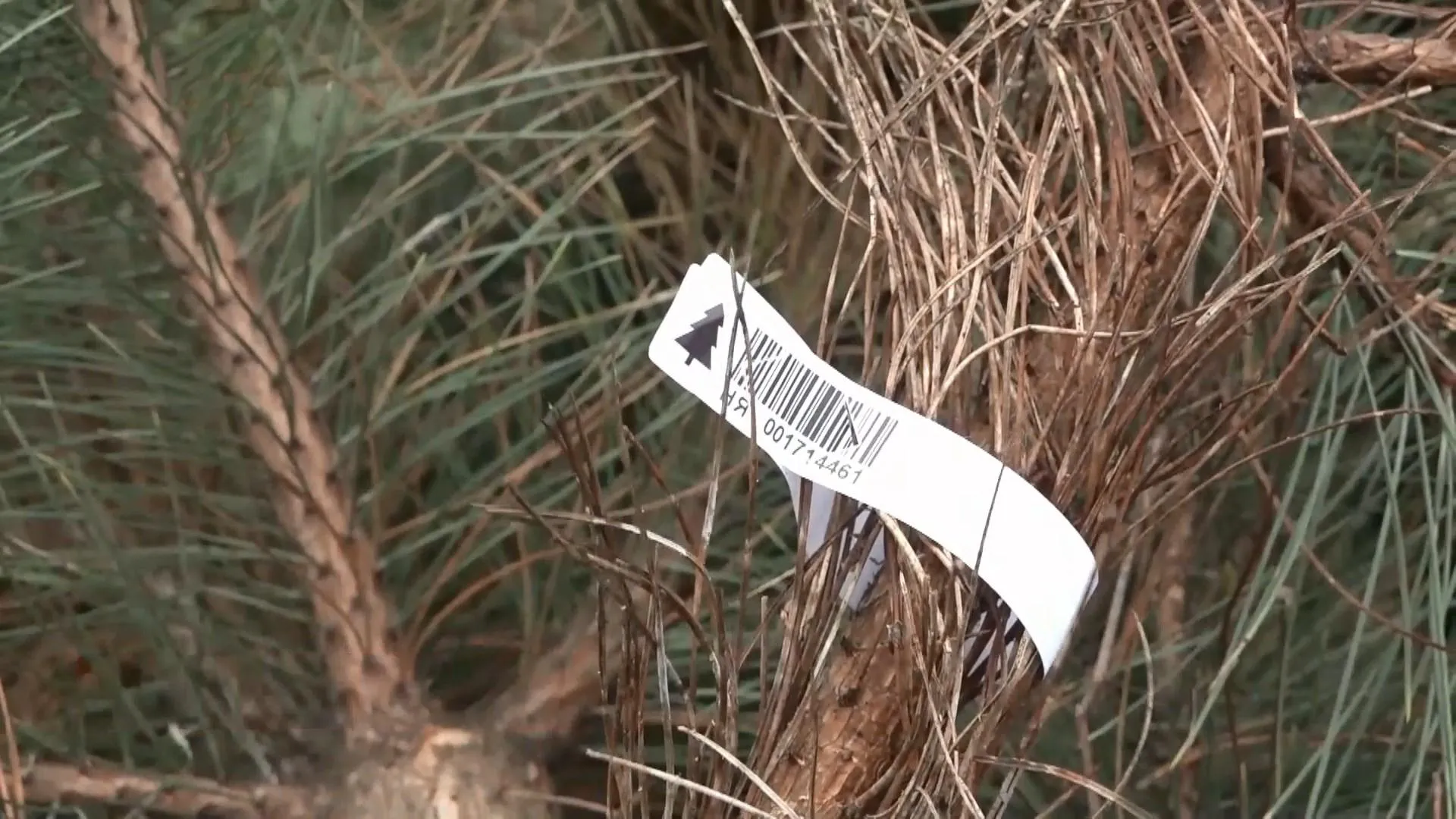 Ялинки Одеса Ялинки Одеса