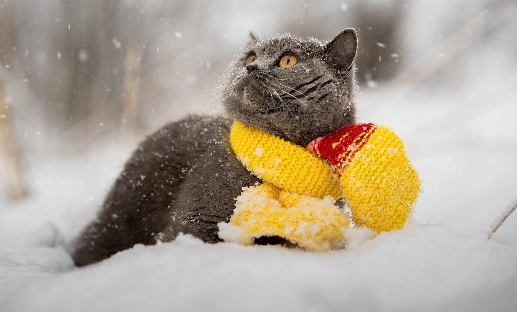 Погода 11 грудня 2018 Україна: як погоду обіцяють синоптики Погода 11 грудня 2018 Україна: як погоду обіцяють синоптики