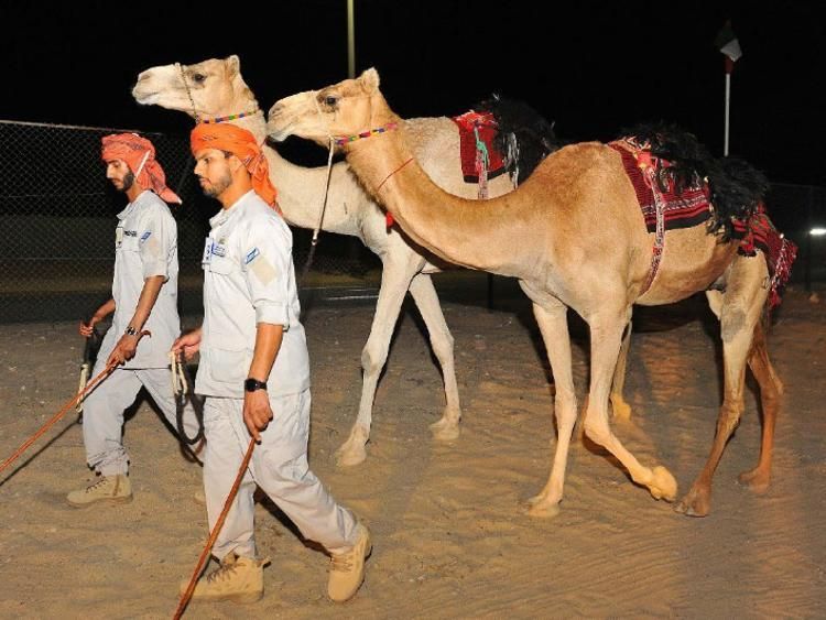 В ОАЕ запровадять поліцейські патрулі на верблюдах