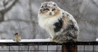 Прогноз погоди на 12 грудня: сніг з дощами охоплять більшу частину України 
