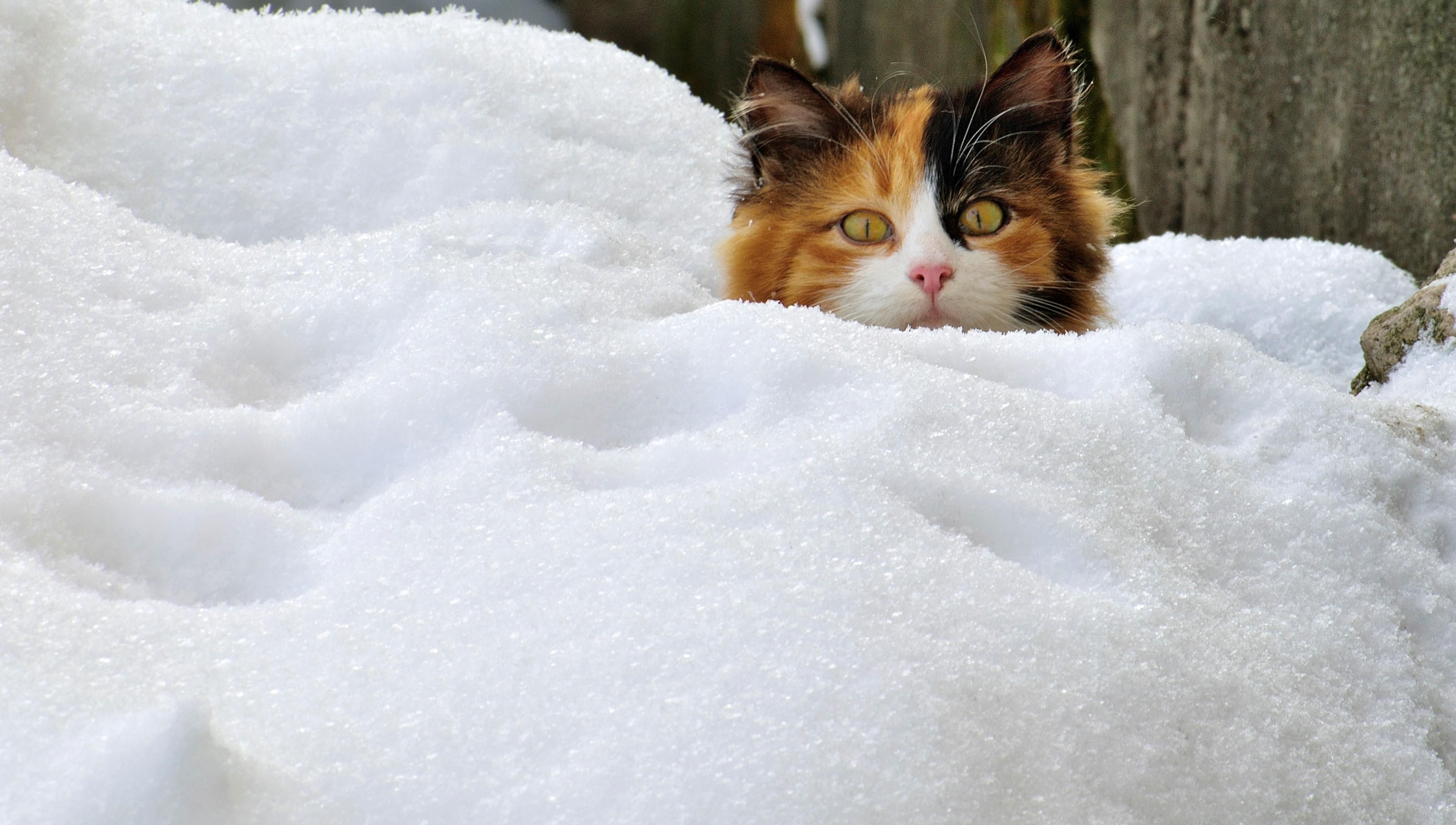 Погода 15 декабря 2018 Украина: прогноз погоды от синоптиков Погода 15 декабря 2018 Украина: прогноз погоды от синоптиков