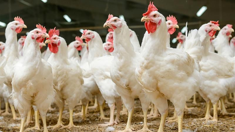 Украина начнет поставлять курятину в Сингапур