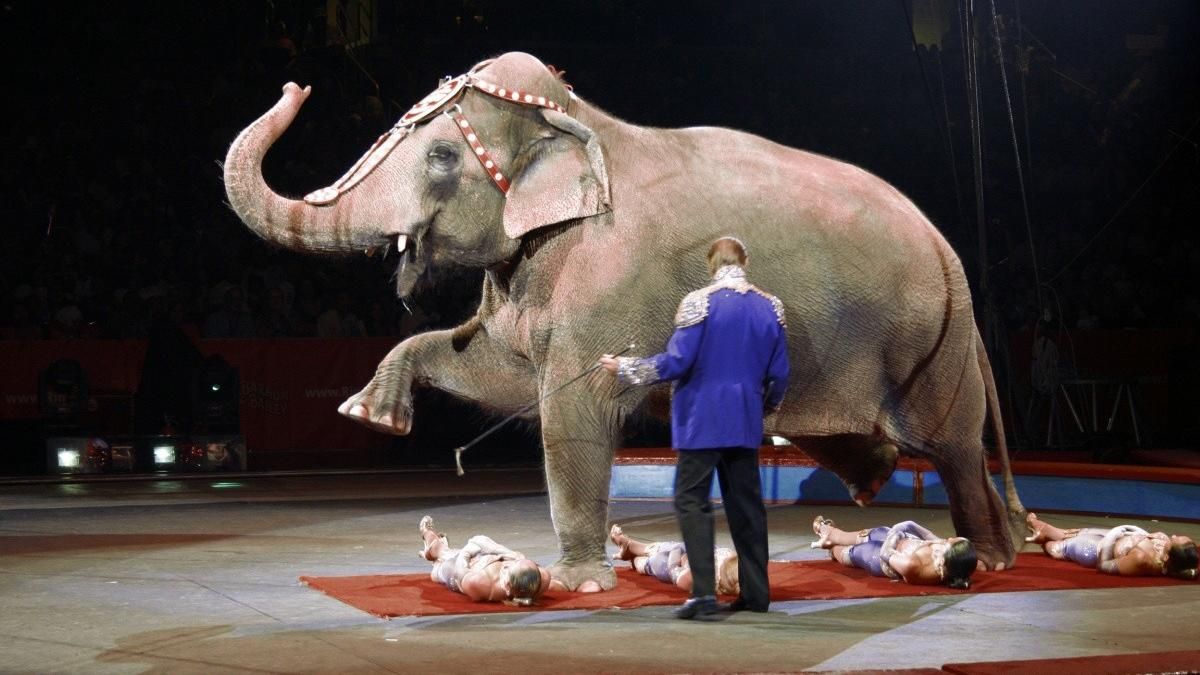 В США впервые запретили эксплуатировать животных в цирке
