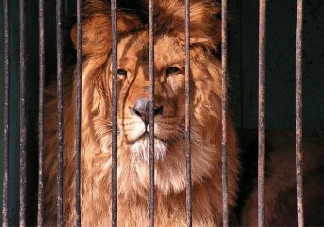 В Україні можуть заборонити диких тварин у цирках: заява міністра екології