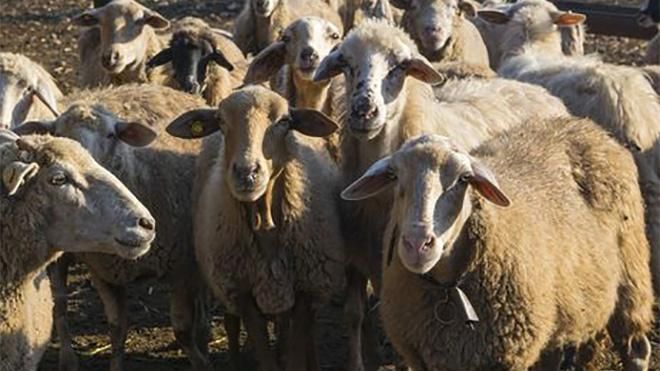 На Одещині вівці, яких тримали у фурі, народили перших ягнят: відео На Одещині вівці, яких тримали у фурі, народили перших ягнят: відео