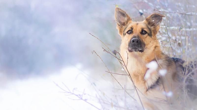 Погода 24 декабря 2018 Украина - прогноз погоды от синоптика Погода 24 декабря 2018 Украина - прогноз погоды от синоптика