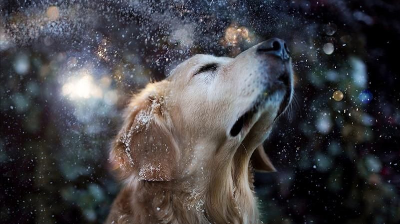 Погода 26 грудня 2018 Україна - прогноз погоди на сьогодні та на завтра Погода 26 грудня 2018 Україна - прогноз погоди на сьогодні та на завтра