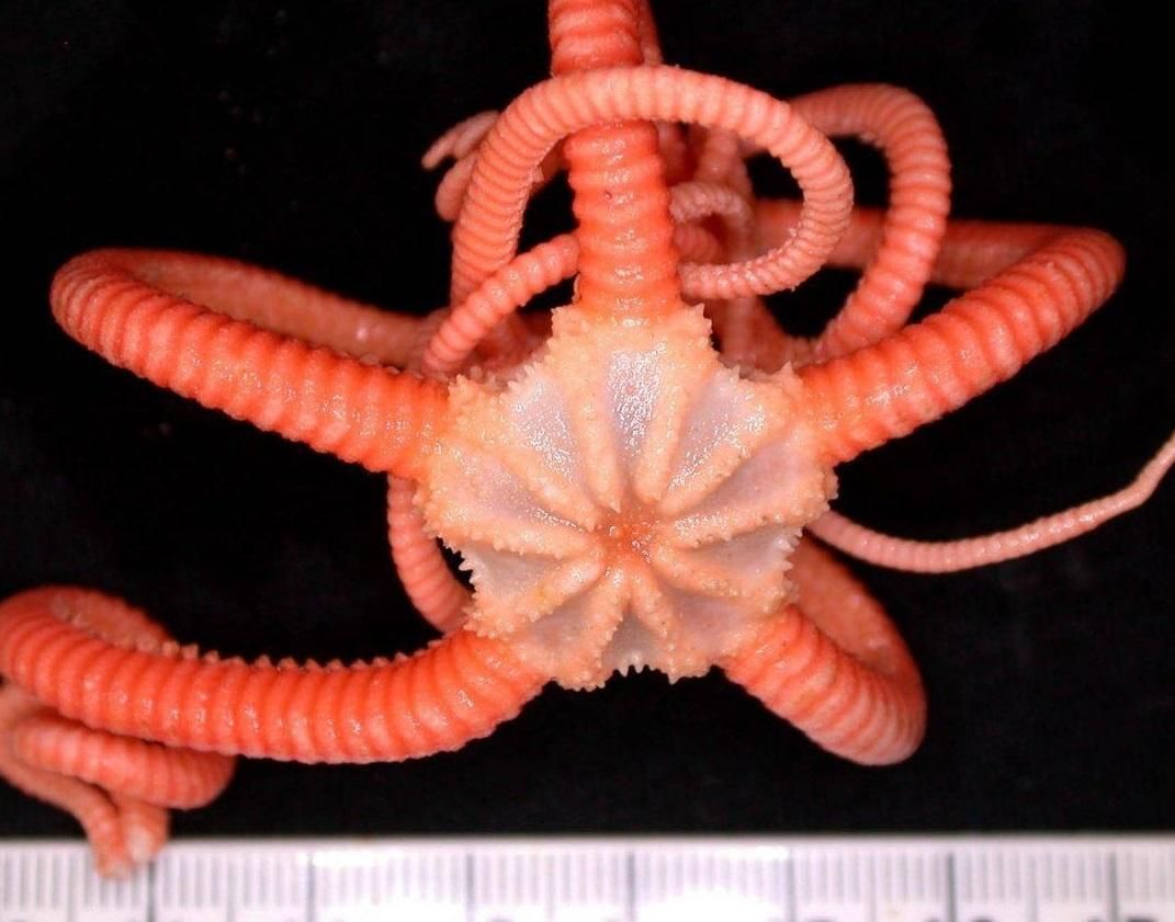 Біля берегів Австралії вчені виявили понад 100 нових видів морських тварин: фото Біля берегів Австралії вчені виявили понад 100 нових видів морських тварин: фото