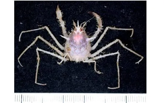 нові види морських тварин Австралія нові види морських тварин Австралія