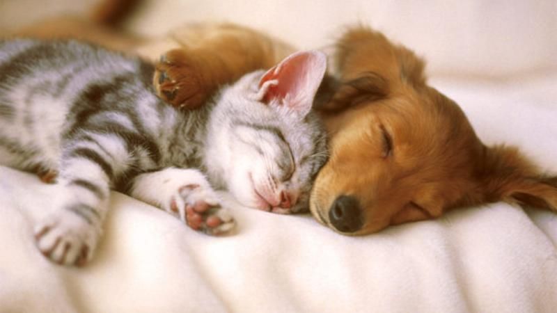 В Великобритании запретили продавать щенков и котят в зоомагазинах В Великобритании запретили продавать щенков и котят в зоомагазинах