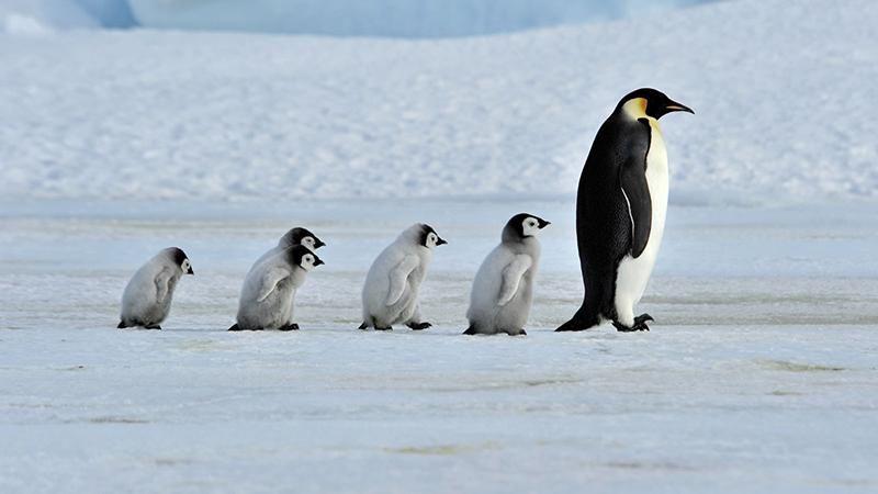 Від Brexit можуть постраждати пінгвіни, – ЗМІ