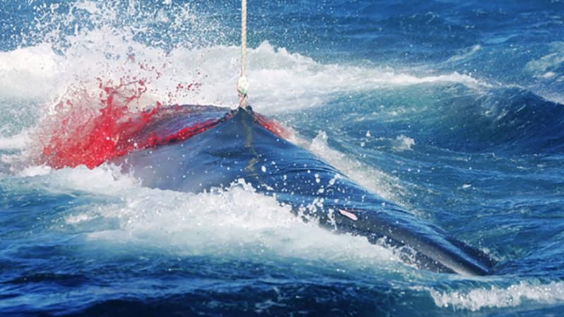 Японія відновить полювання на китів, яке заборонене у світі з 1986 року Японія відновить полювання на китів, яке заборонене у світі з 1986 року