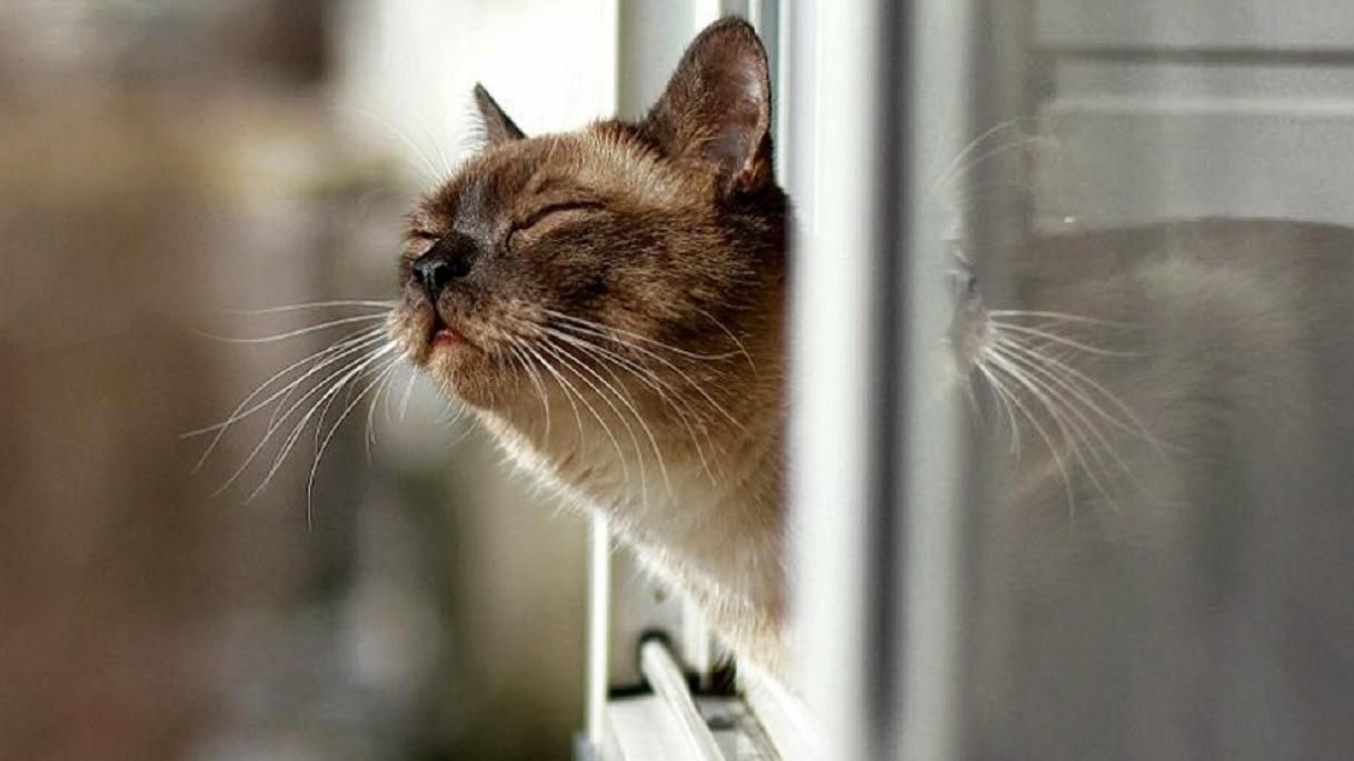 Погода 27 грудня 2018 Україна - прогноз погоди від синоптика Погода 27 грудня 2018 Україна - прогноз погоди від синоптика